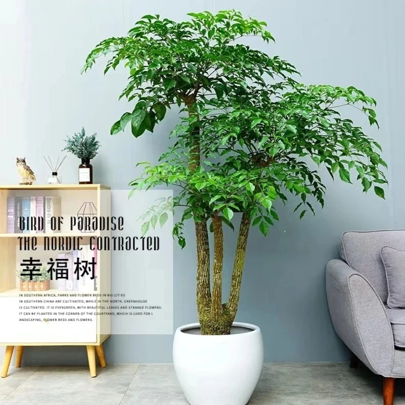 匠心缘       幌伞枫幸福树客厅阳台卧室书房茶室公司前台摆放