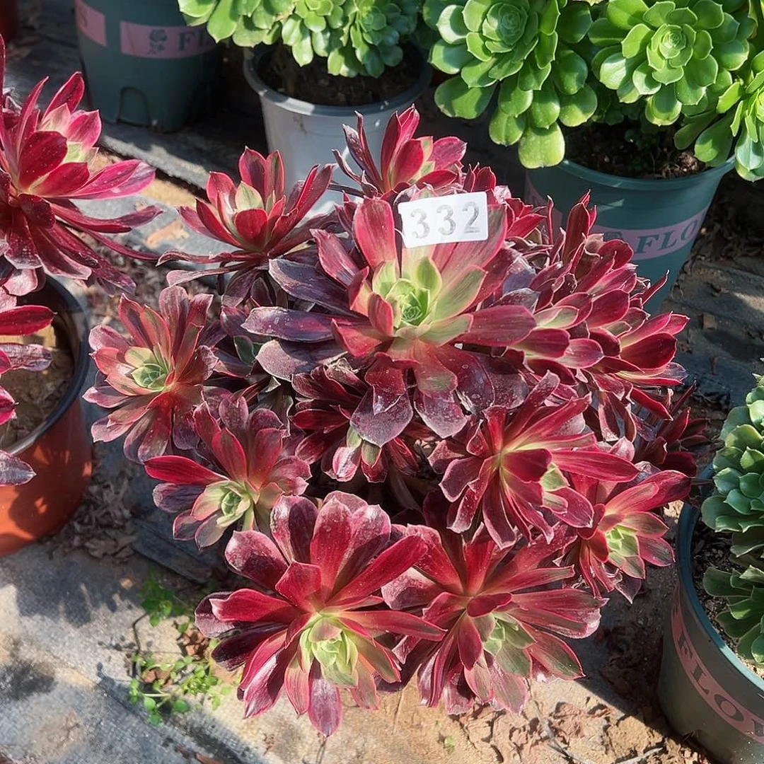 紫砂茶宠白婚纱老桩332