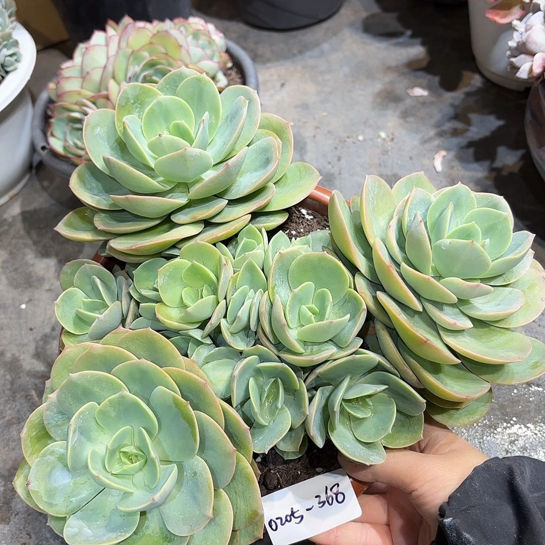 同温层多肉天竺少女368