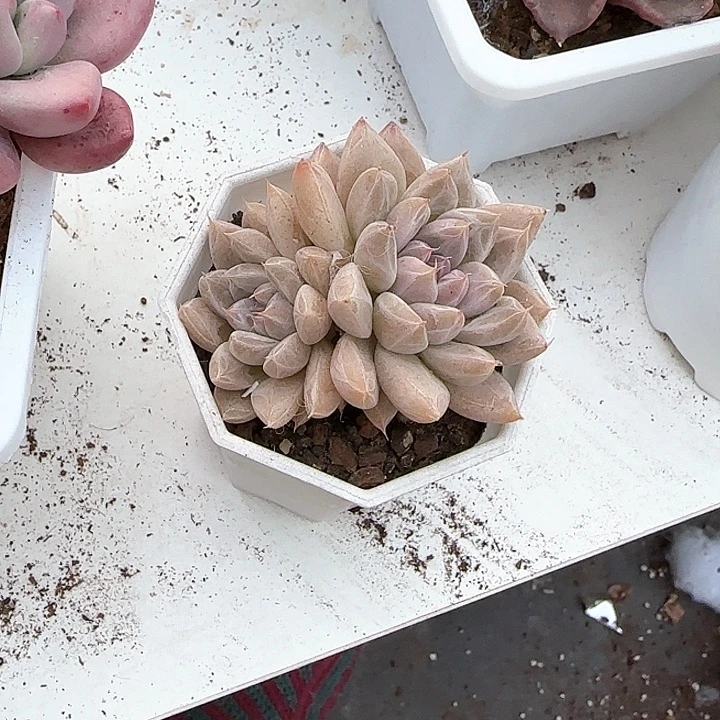 几***界青蛙王子儿童牙膏111