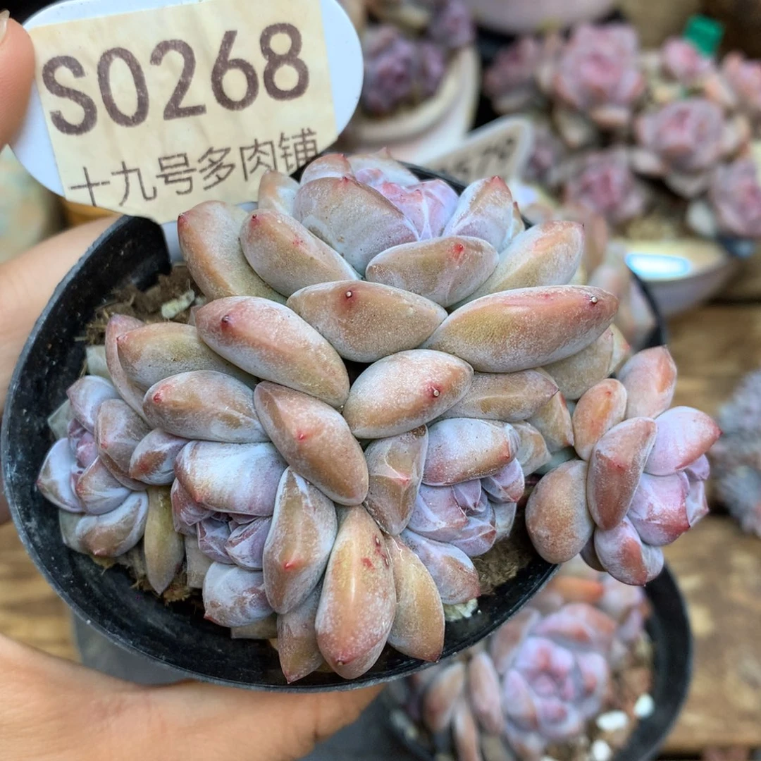 S0268 突尼斯 7头福利 9cm