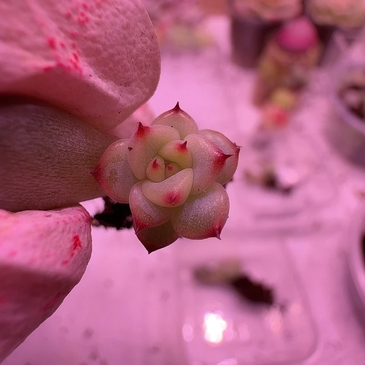 31号，绝绝子星光珍妮叶插深夜福利一物一拍