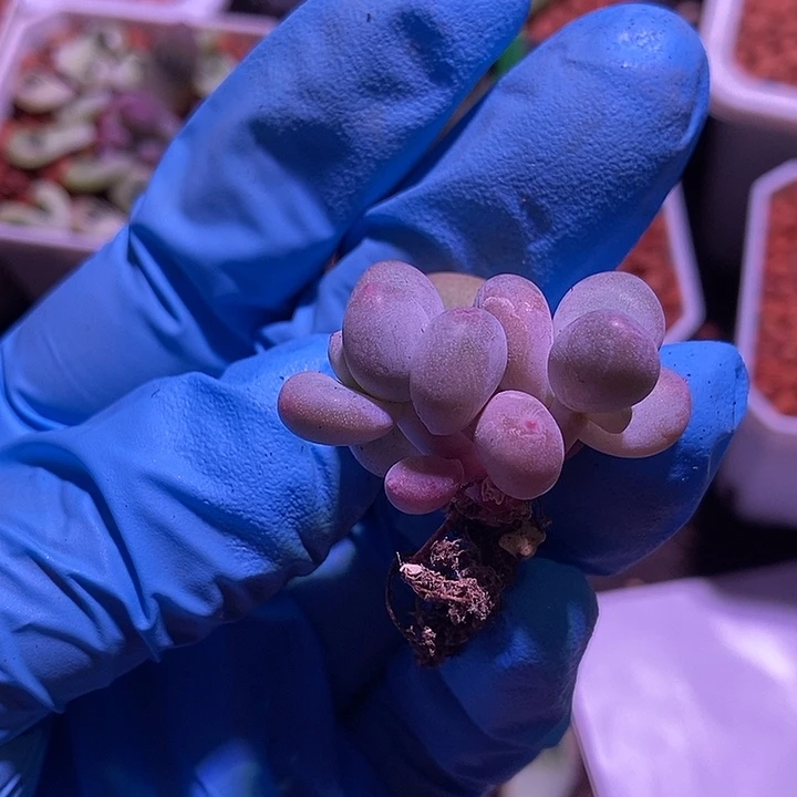 白蛋黄锦多肉植物