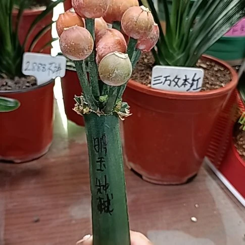天***宝明玉子代