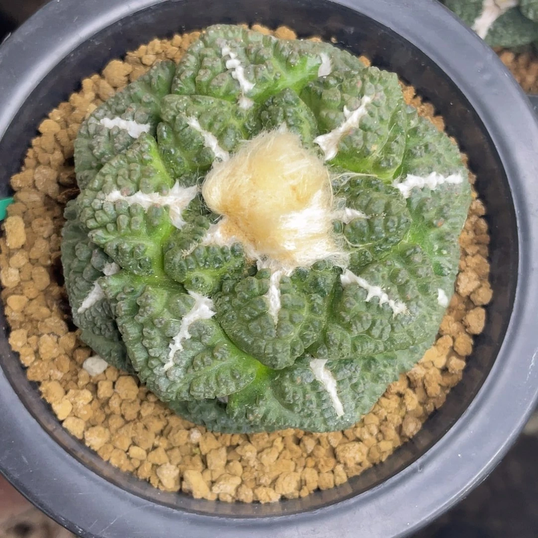 8.8cm自根荧光绿龟甲牡丹