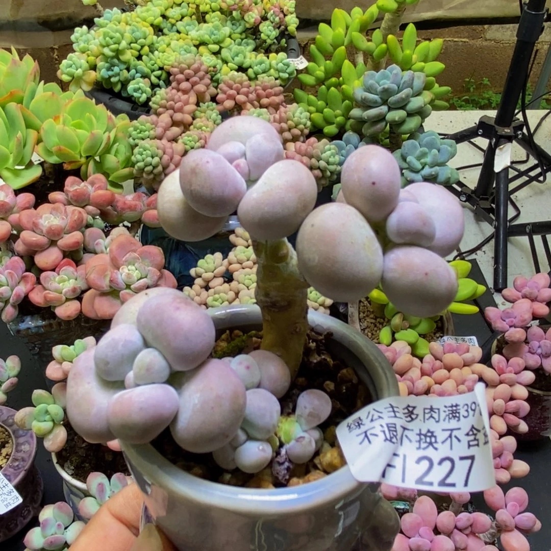 227芭比奶酪6cm多肉
