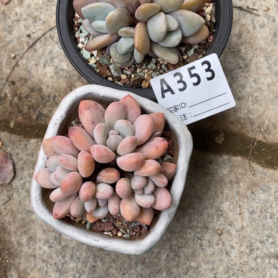 沫**莓多肉植物粉兔香水