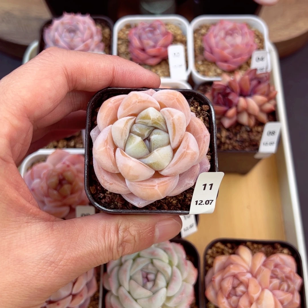 好好看11、哈哈哈哈哈