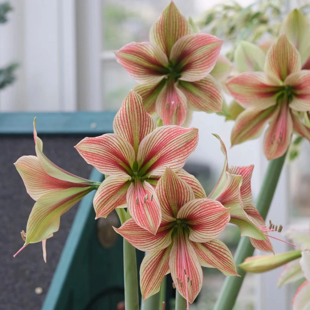 现货 进口单瓣朱顶红【异域之星】 艺晓花卉