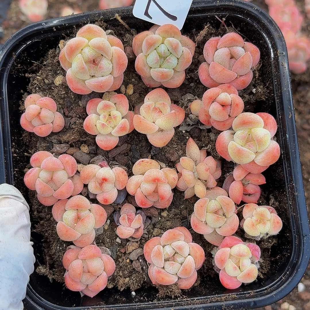 多肉植物多肉植物799