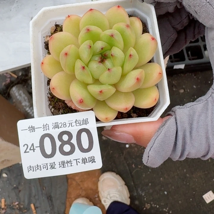 莱拉多肉无盆土发货无盆土