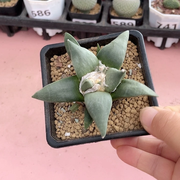588实生大龙牙岩牡丹