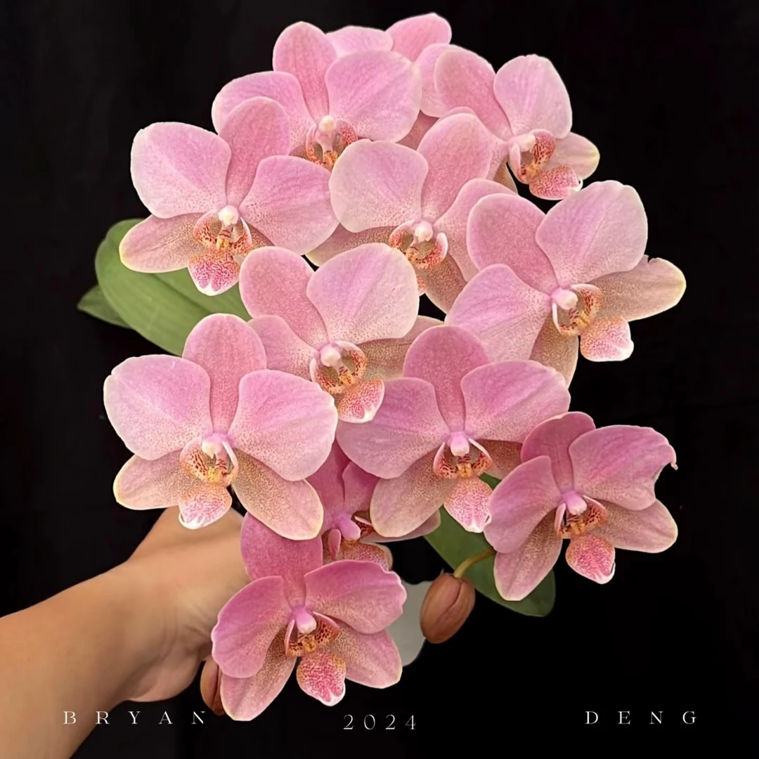 2.8寸杯不带花剑欧品《特拉维索》蝴蝶兰花苗安祖目前无花