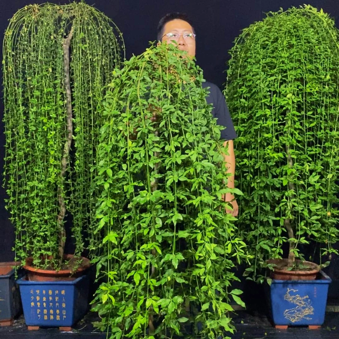 探春花，一物一拍，