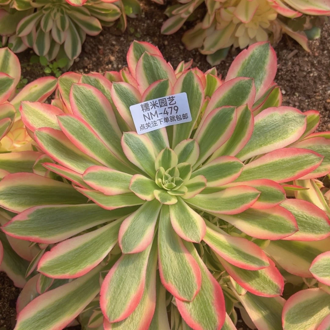 香妃大捧花多肉植物479