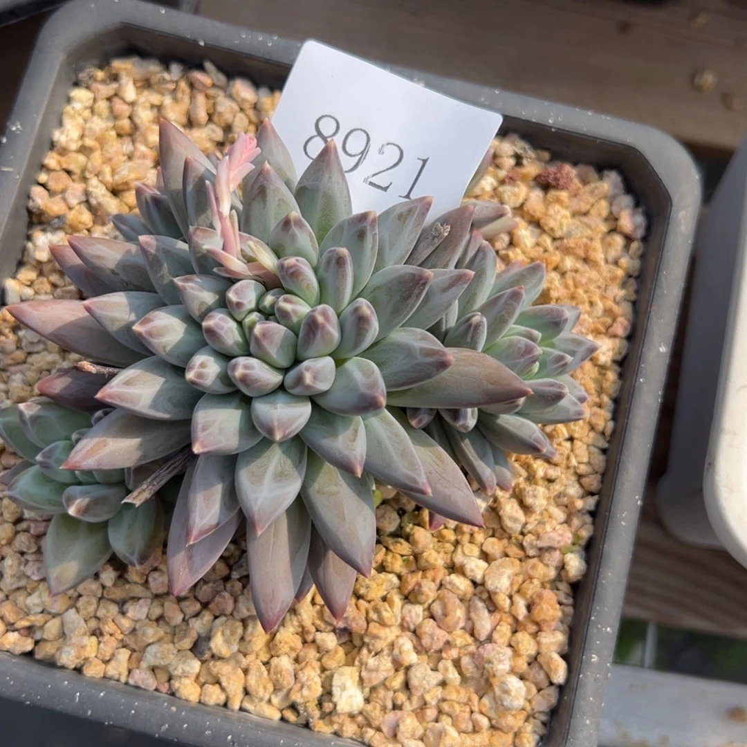 蜜**.8821多肉多多多多多多肉多多发多多