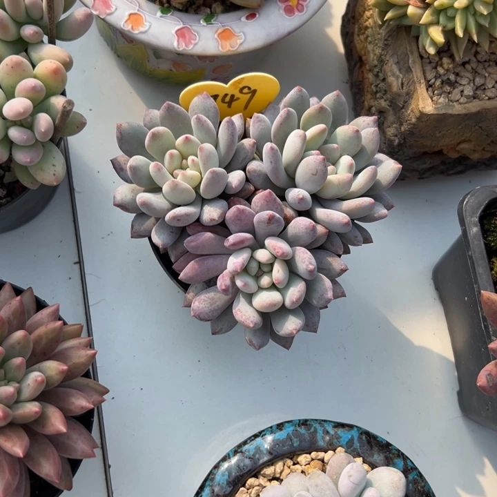 梅***梅多肉植物一物一拍