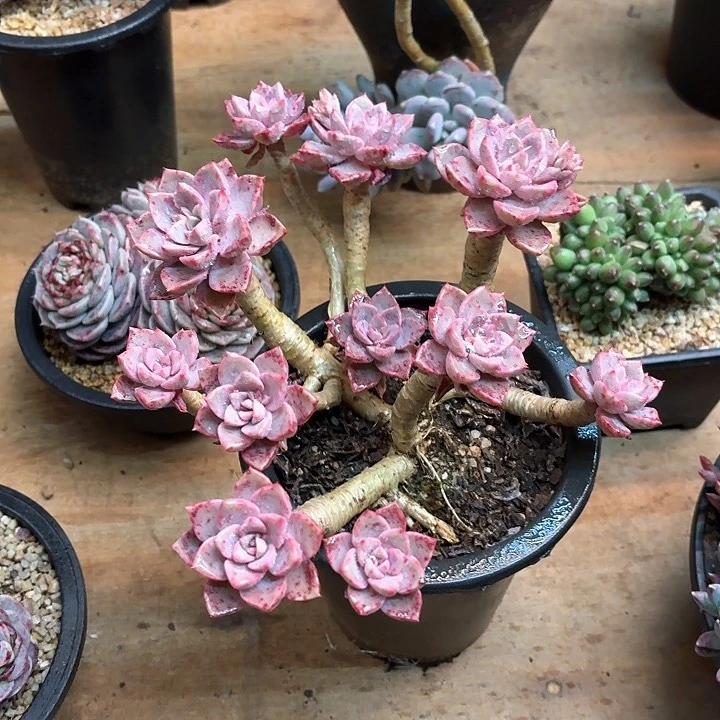 多肉植物，红粉佳人