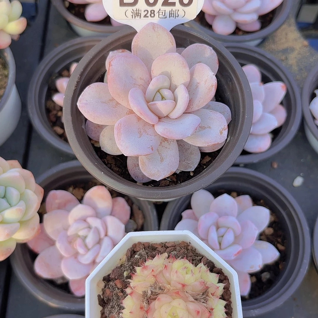 B028雪莲一物一拍