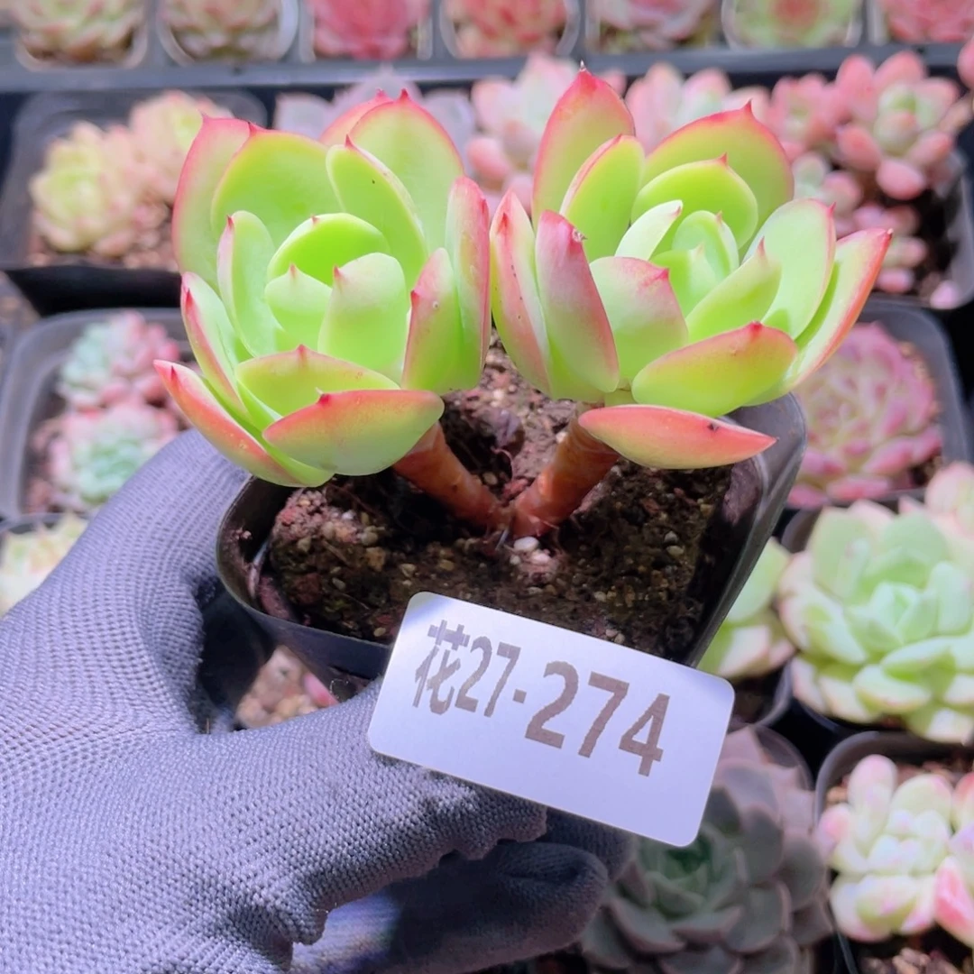 花利美27-274碧桃