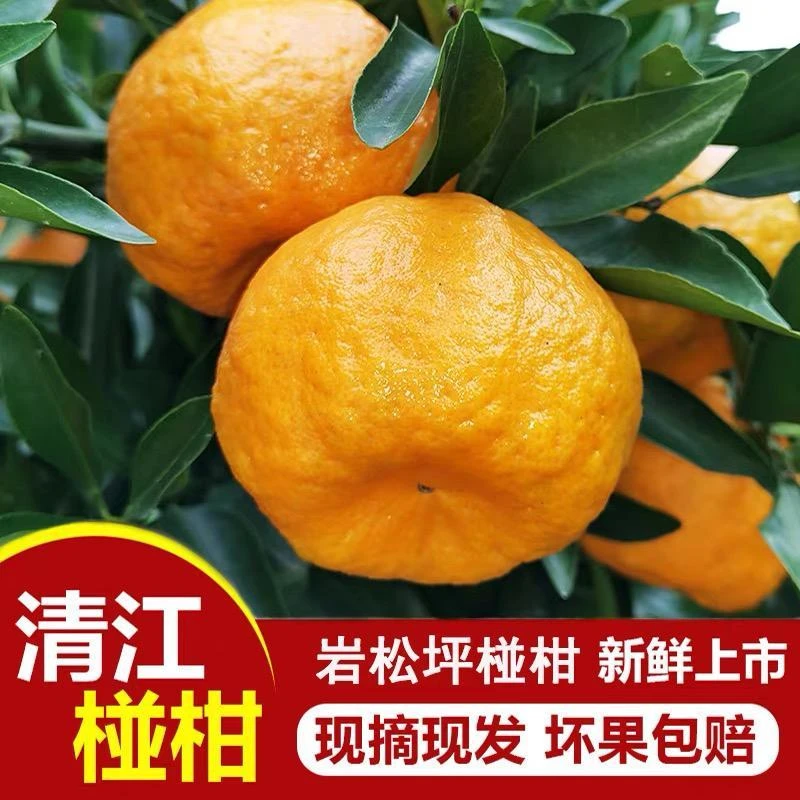 正宗清江应季椪柑秋冬天新鲜送礼柑橘桔子碰柑孕妇水果现摘丑橘