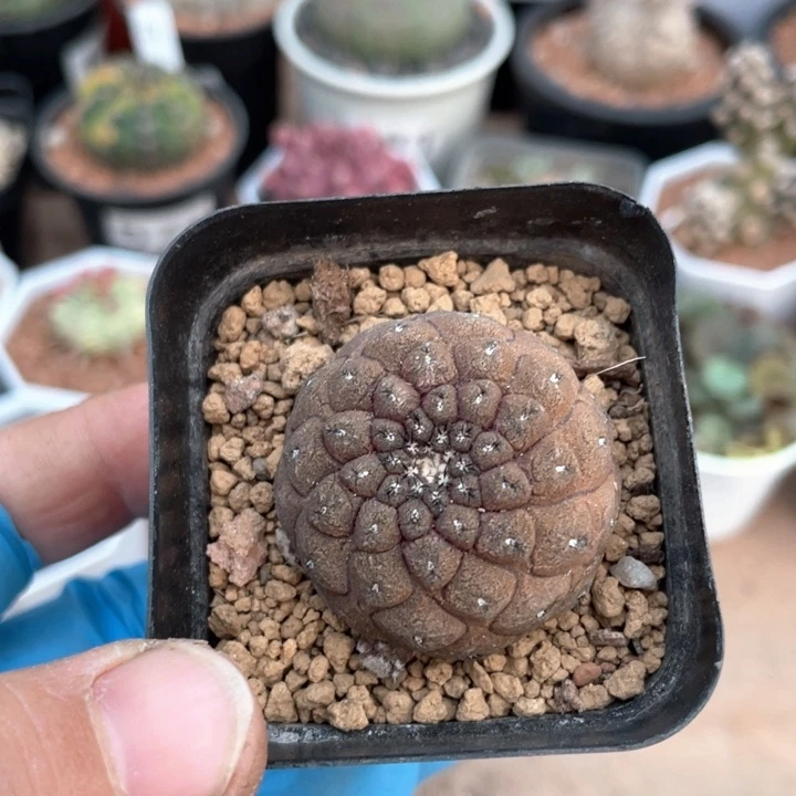135实生蜥蜴皮仙人球