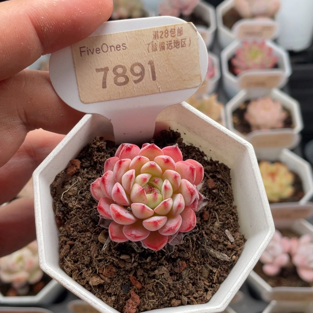 白姬莲7891-3.5厘米
