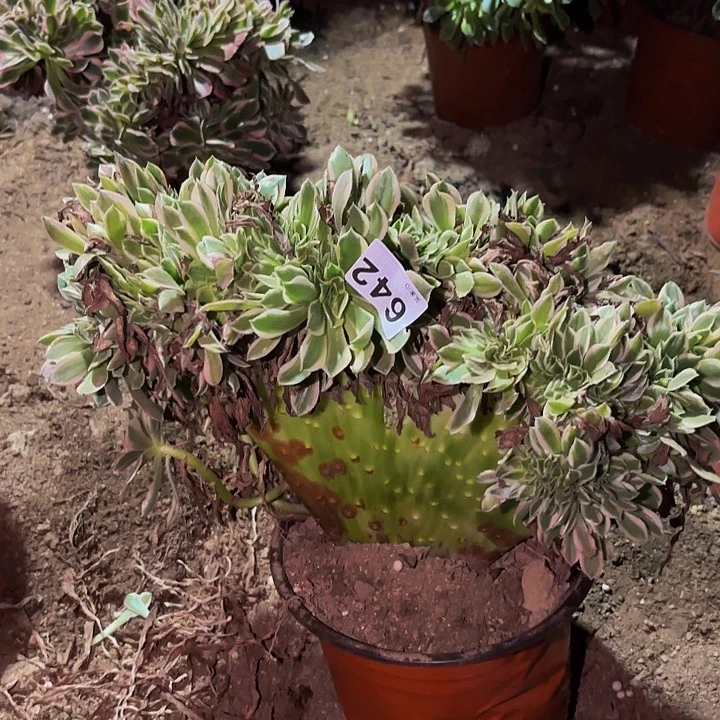 642男神多肉植物不售后