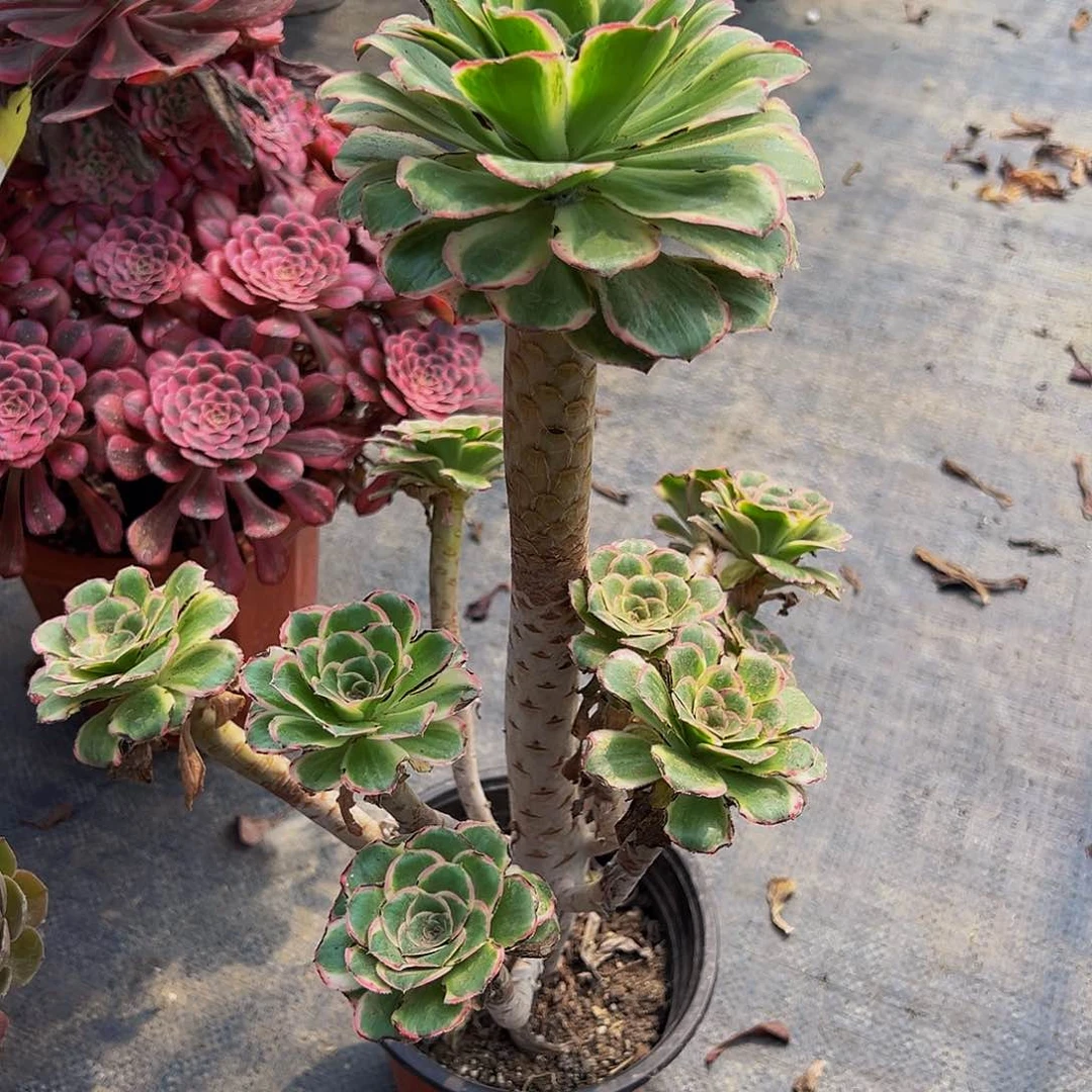 暖***当前无花朵，栽培后可花朵968绿玫瑰