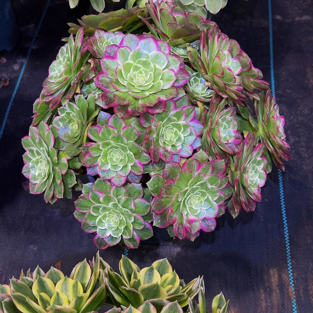 老庄万花筒老庄28.8