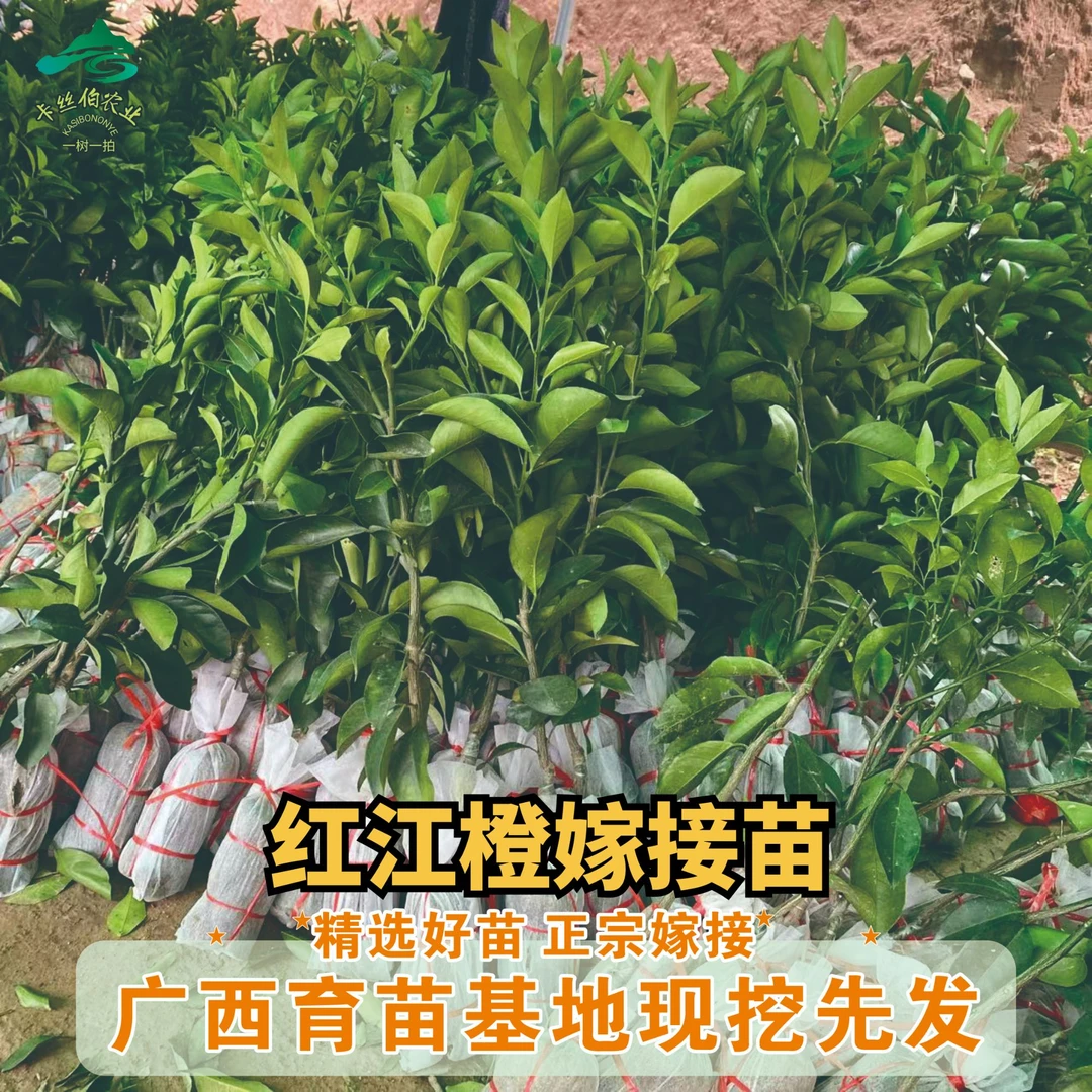 广西苗场基地冰糖橙红江橙果树苗两年嫁接苗适宜盆栽地栽庭院种植