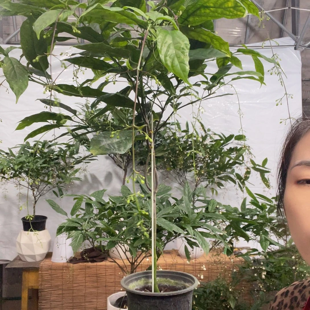 无花朵垂丝茉莉中颗一盆