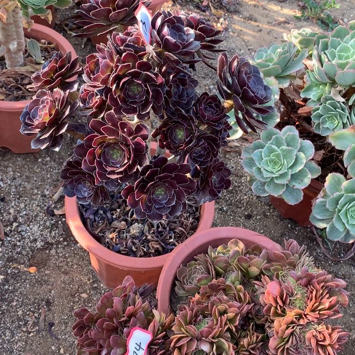 不包损73.74黑法师万缀