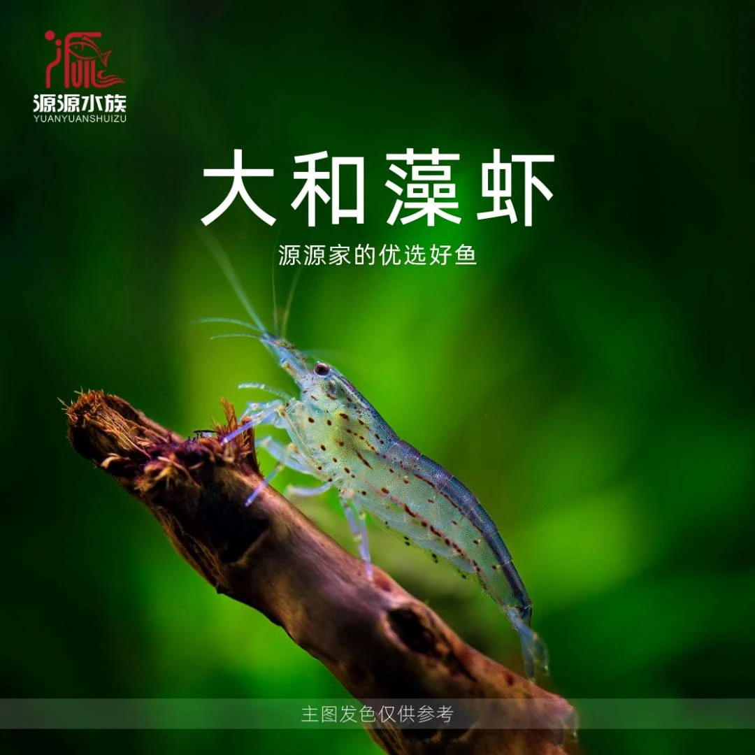 【源源水族】大和藻虾 热带小型观赏型高端热带工具虾顺丰发货