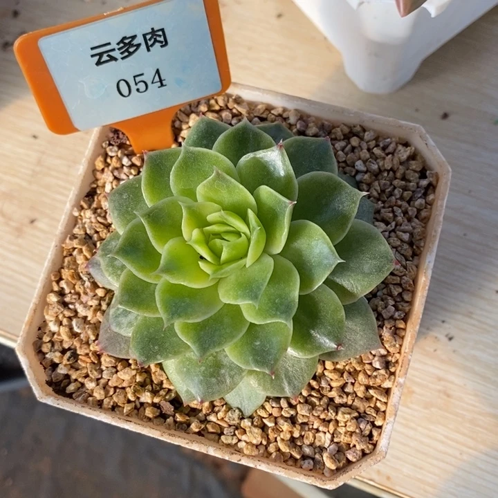 D054- 直播福利 皮皮虾