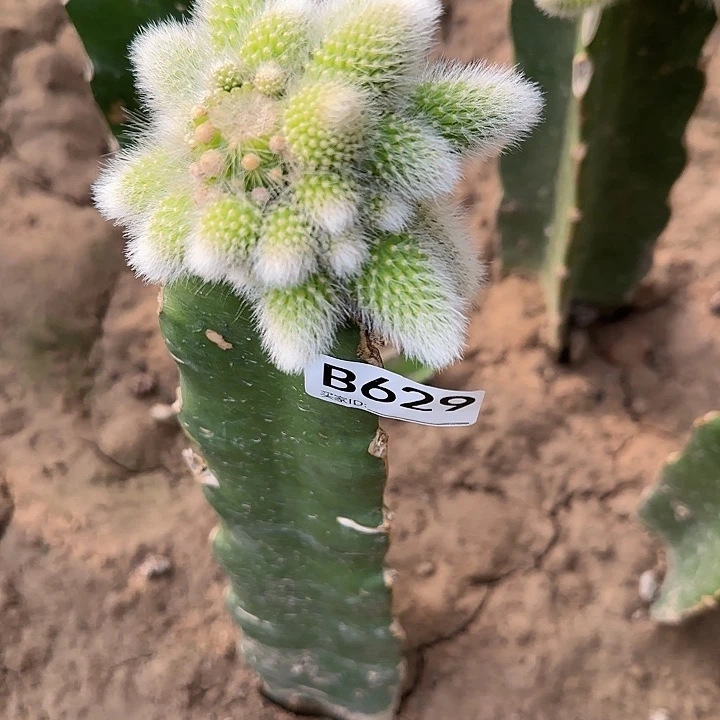 用****9嫁接白毛九尾狐629