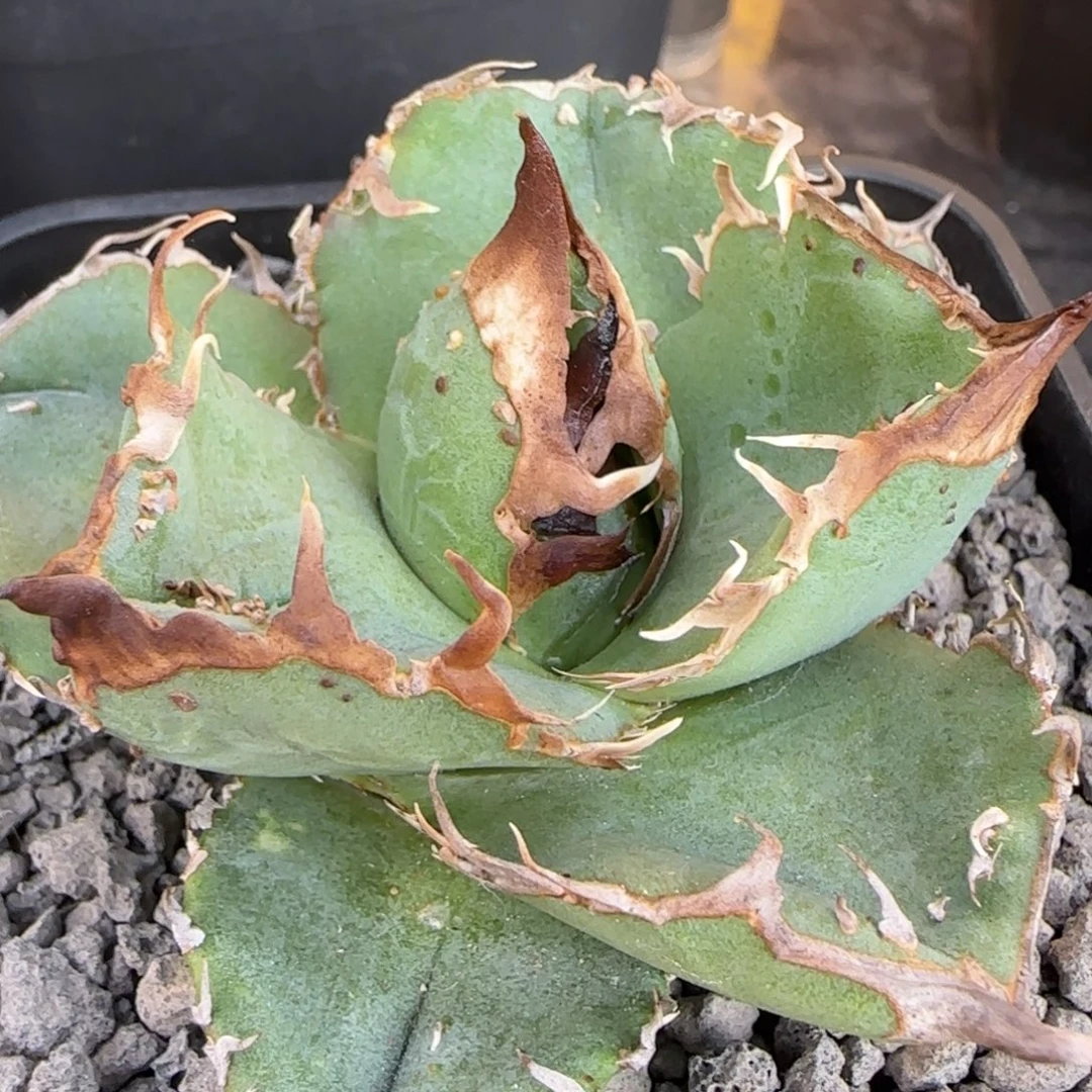 瑕疵福利油朱啦啦啦啦啦