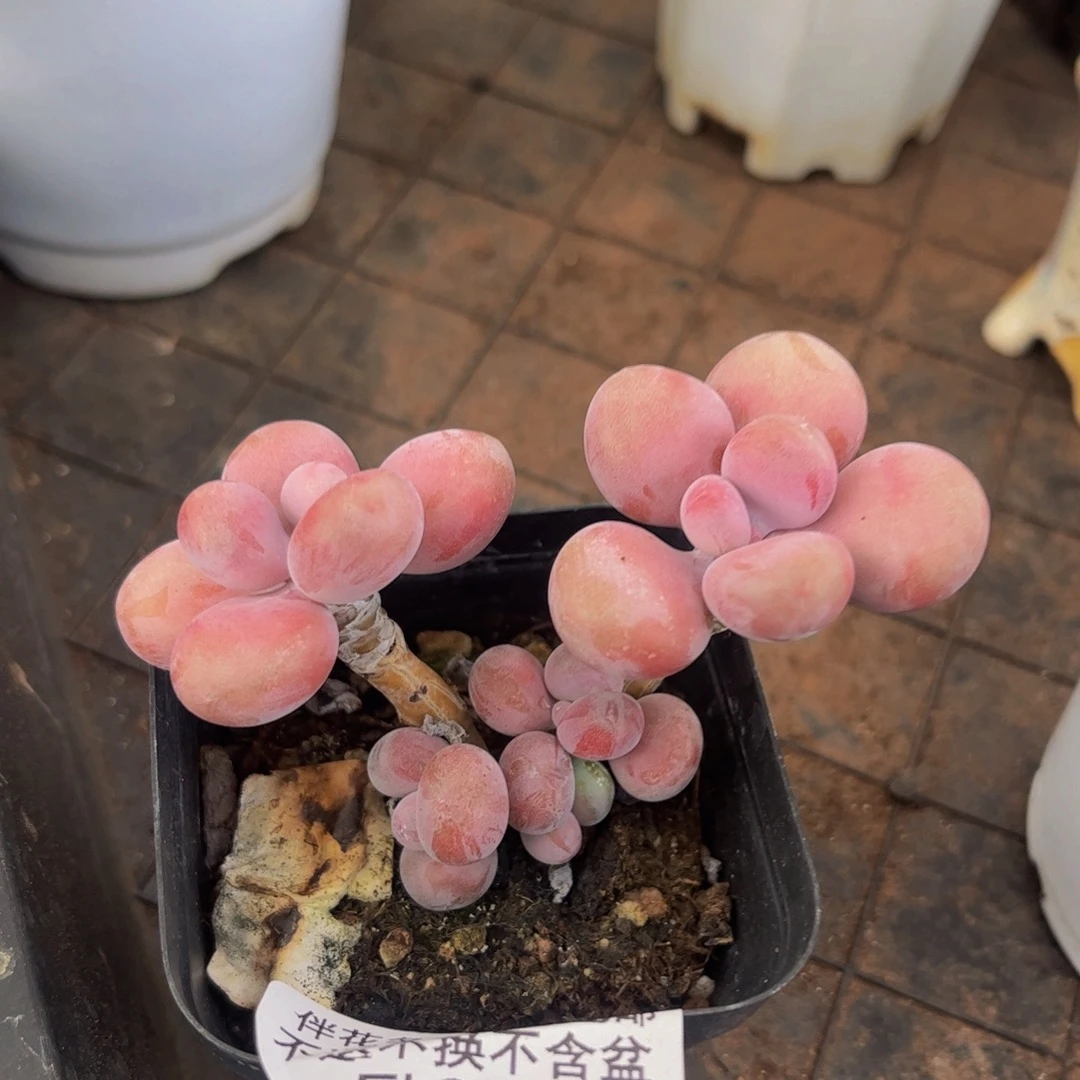 333-腰子桃蛋多肉5cm
