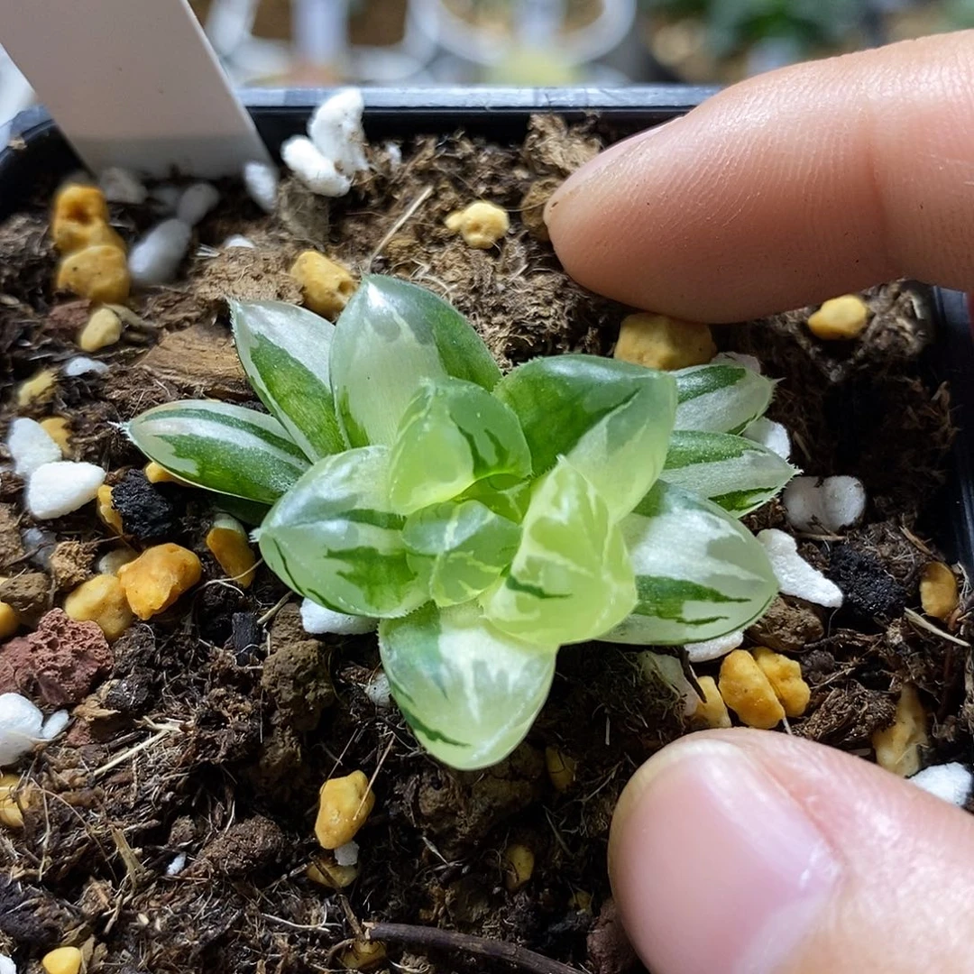 106水晶灯哈哈哈哈哈哈哈