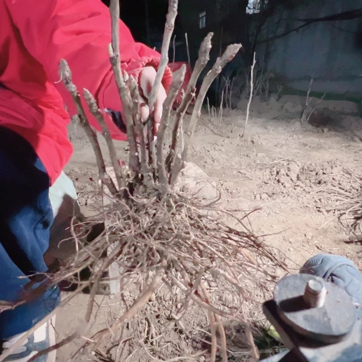 当前无花栽培后可以开花银丝灌顶