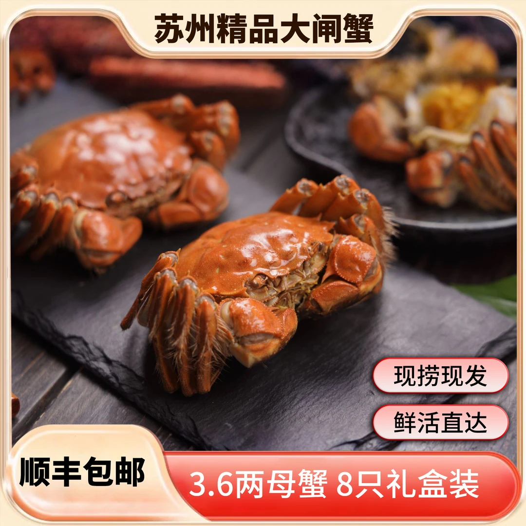 【活蟹】鲜锋阳澄 大闸蟹 3.6两 母蟹 8只