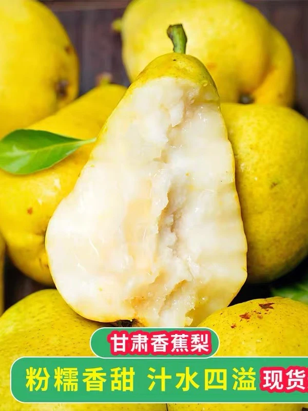 正宗甘肃天水太婆梨香蕉梨香甜多汁现摘新鲜应季水果坏果大果包赔