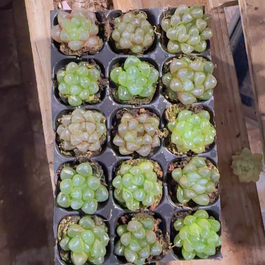 105孔玉露15颗优选量拍