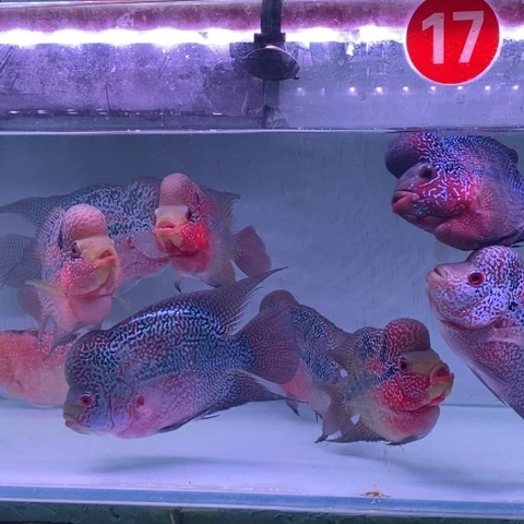 罗汉鱼鸿运罗汉一条