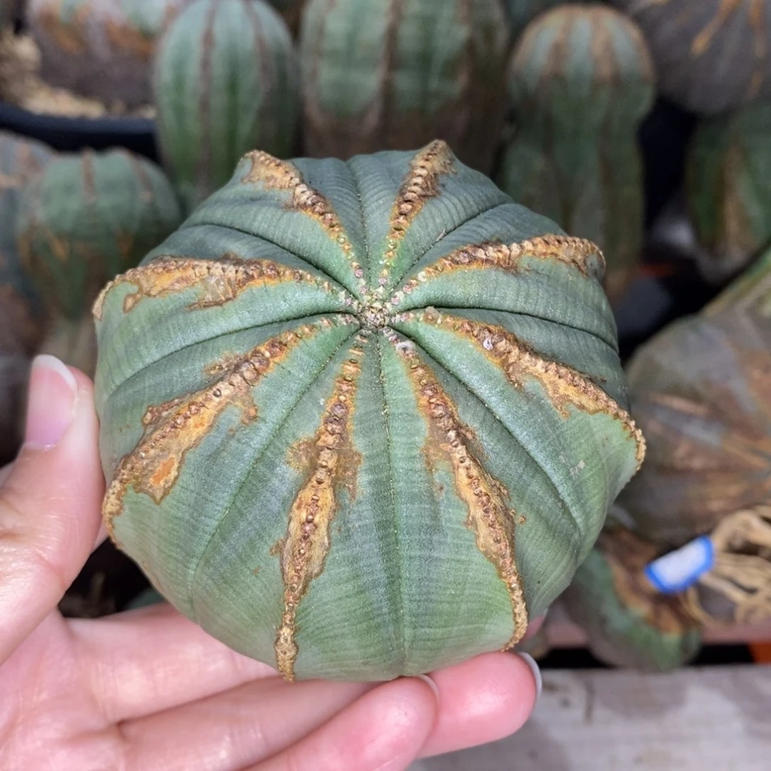 10布纹球精品一物一拍