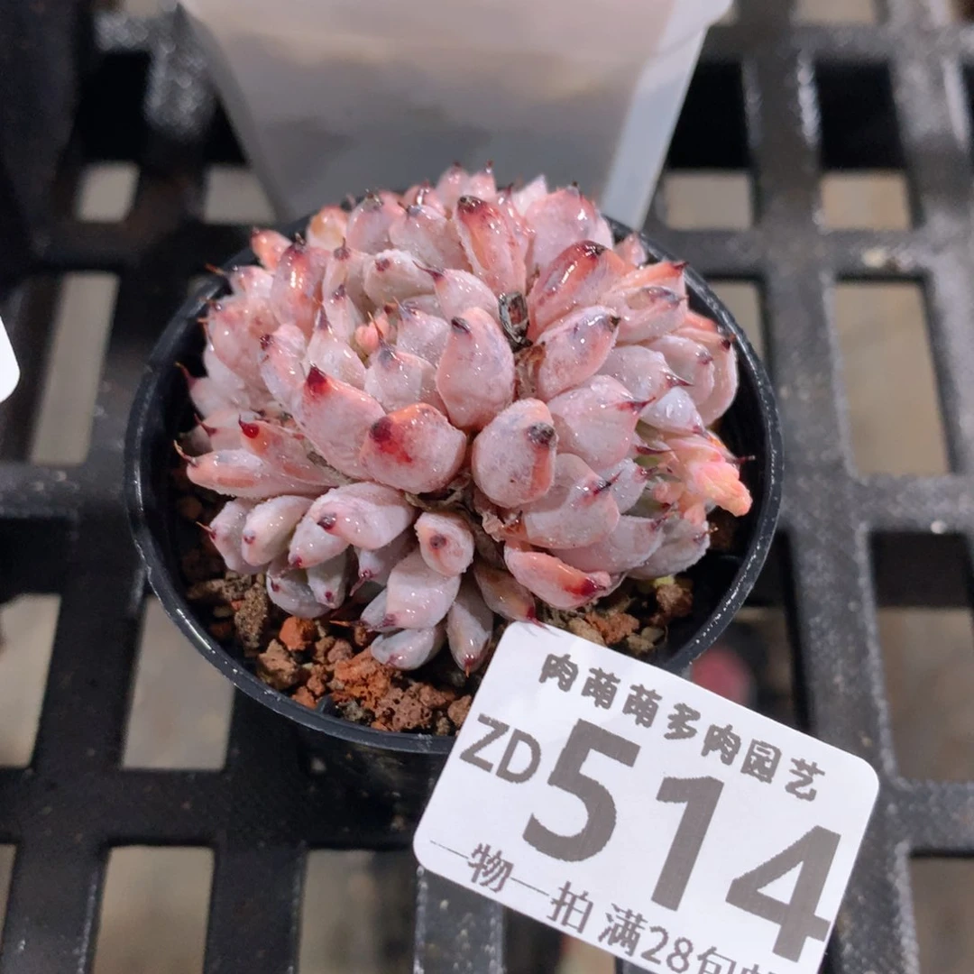 肉萌萌拇指盆精控多肉ZD514