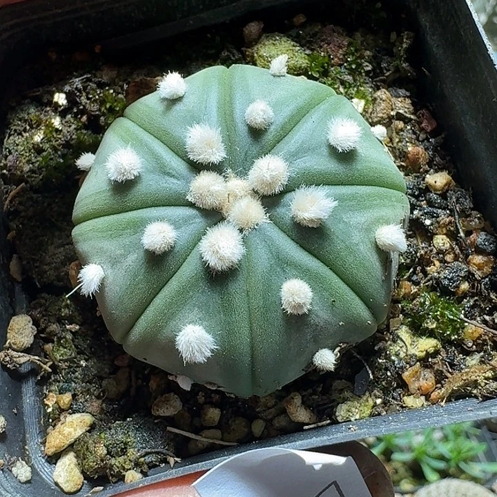 389大毛兜脱土发货