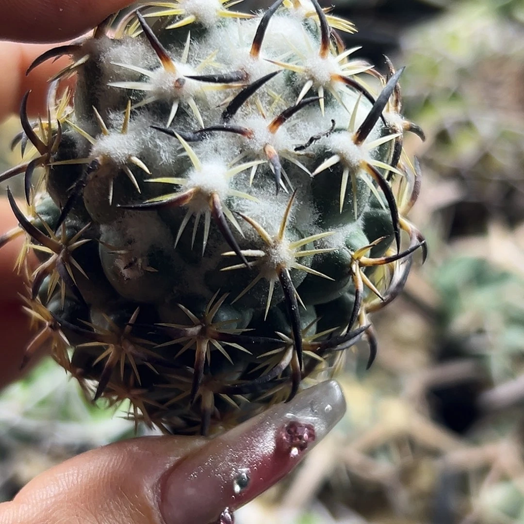 割刺高绒钢钉有根仙人球66666666