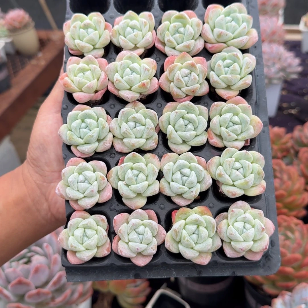 赠***深精美小冰玉，专拍链接。