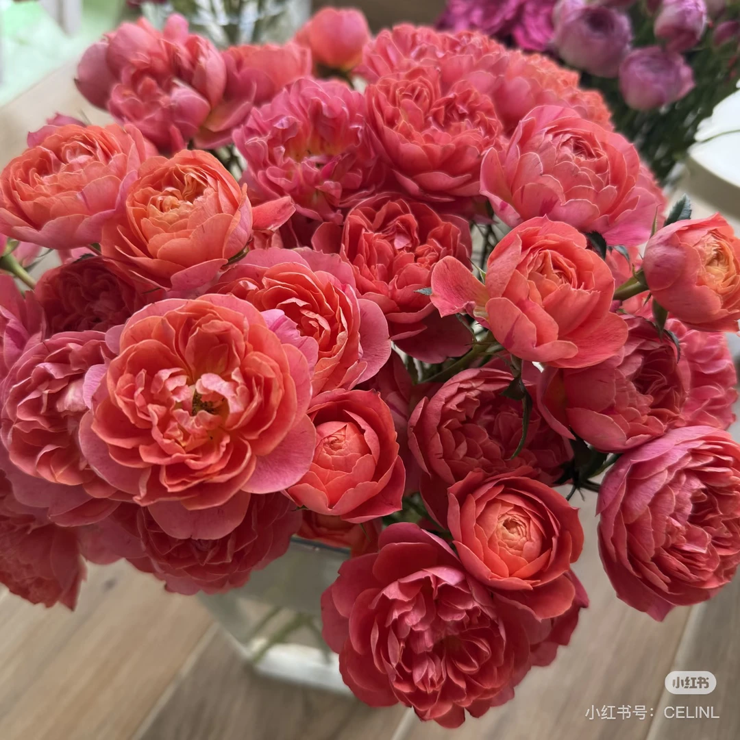 【花甜悦夏优选】雪花多头玫瑰（百分之十不售后2个订单包邮